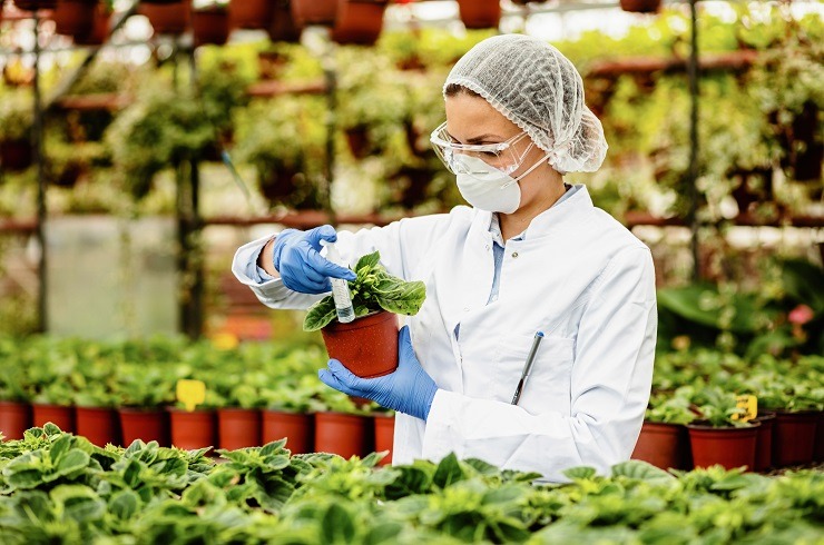 Biologist using syringe while nourishing potted flowers in plant nursery.