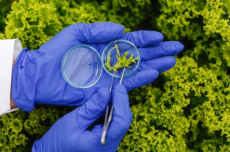 Researcher takes a probe of green plant and puts it in a Petri d